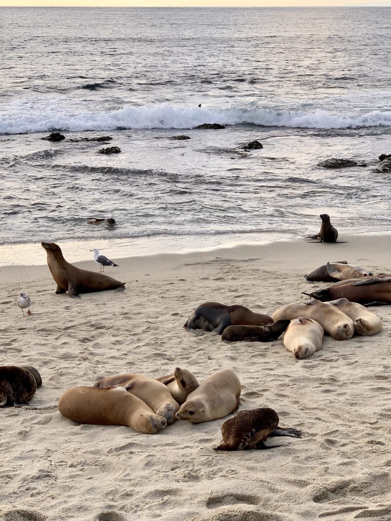 La Jolla Sea Caves How To Kayak San Diego's Famous Caves