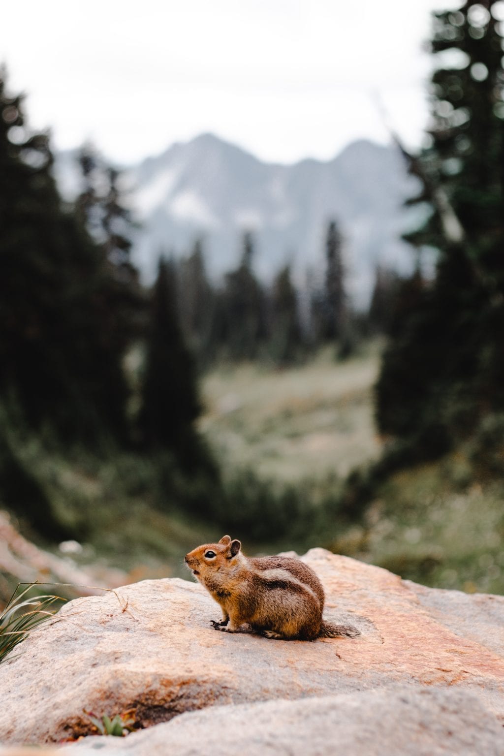  21 Best Things To Do At Mount Rainier National Park For First Timers 