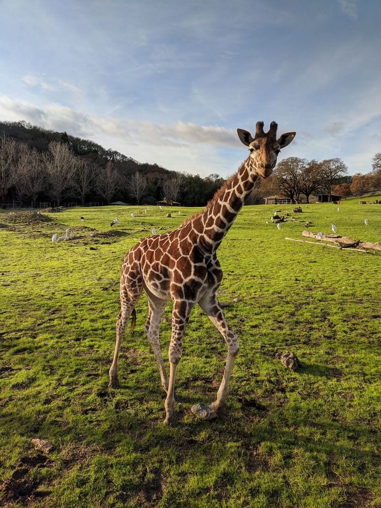 Safari West Santa Rosa CA - Best Things To Do In Napa Valley - TravelsWithElle