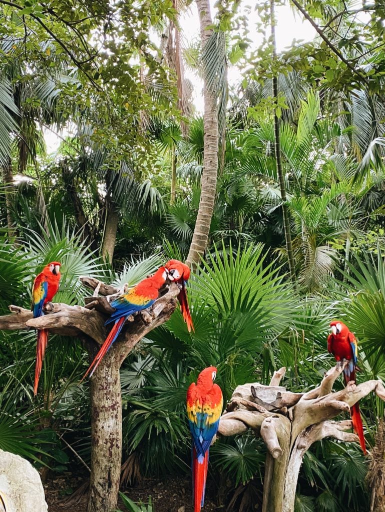 Animal Exhibits at Xcaret - Xcaret Park Review - TravelsWithElle