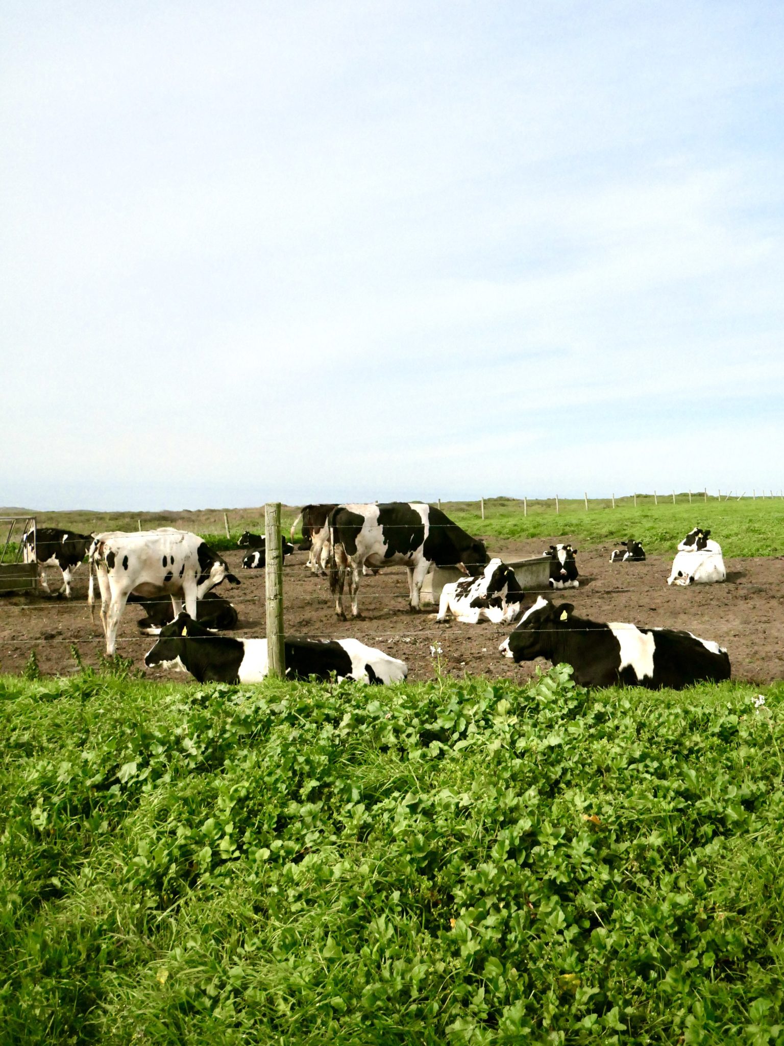 Point Reyes Day Trip Itinerary The Perfect Weekend Adventure