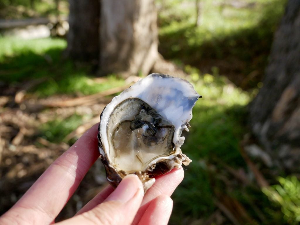 Tomales Bay Oyster Company - Point Reyes Things To Do