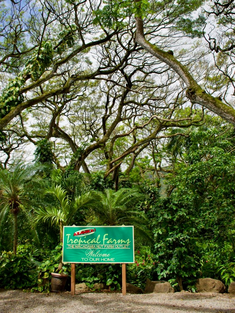 Macadamia Nut Farm - Best Things To Do In Oahu