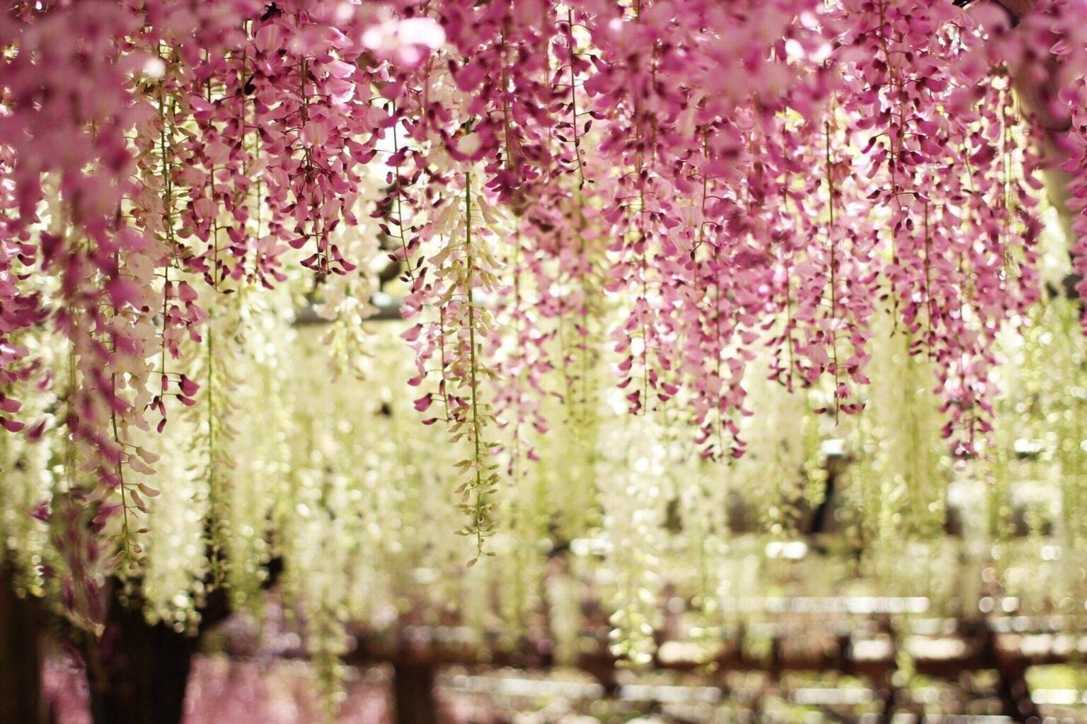 10 Reasons Why Kyushu Is Worth Visiting Best Things To Do Kyushu Japan