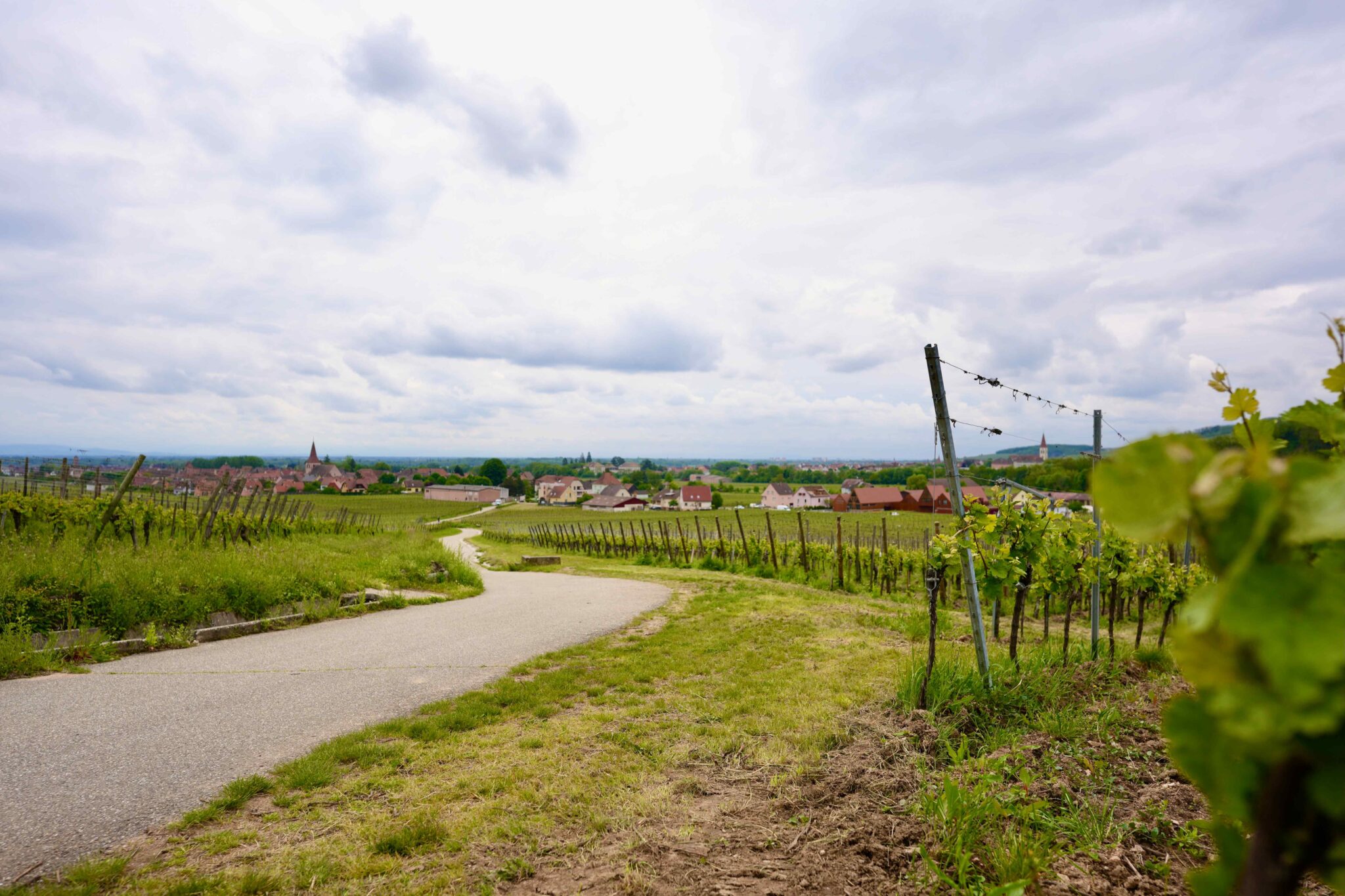 Alsace Wine Route Biking Itinerary: Colmar, Kaysersberg, and Riquewihr