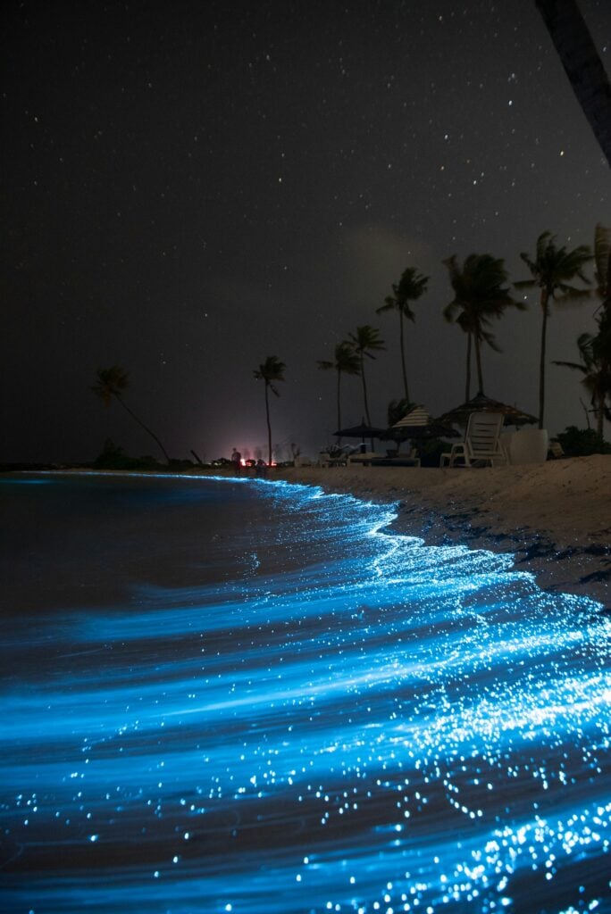 Bioluminescence