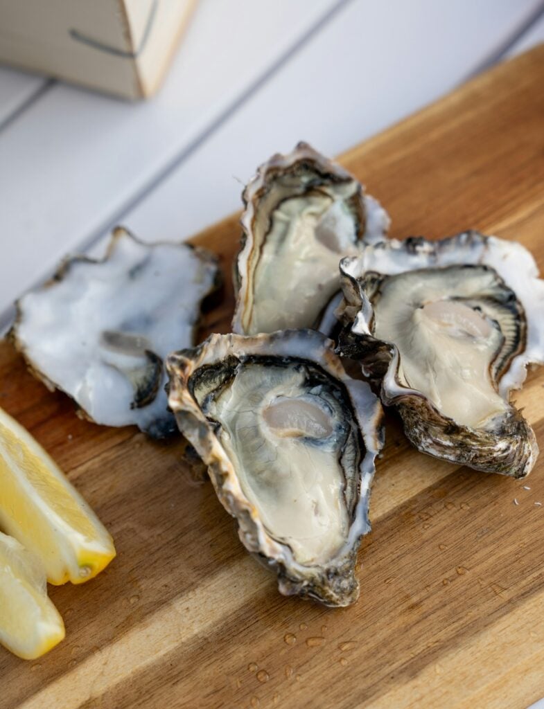 Oysters