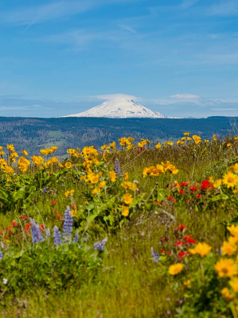 Tom McCall Point Trail - Mt Adams