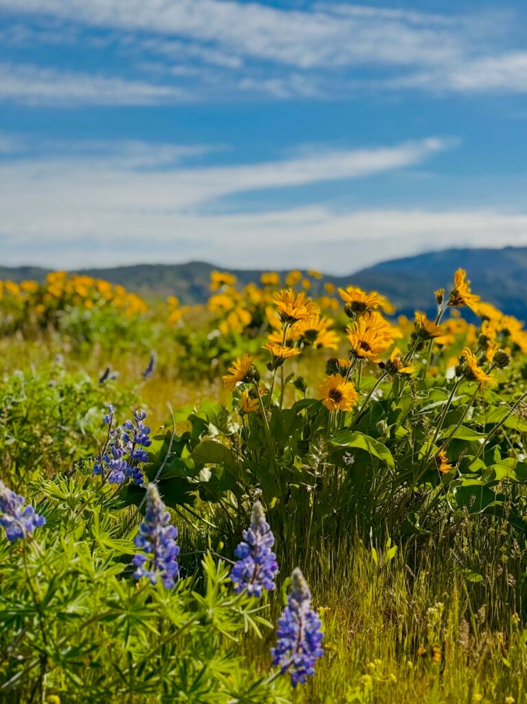 Wildflowers at Tom McCall Point Trail